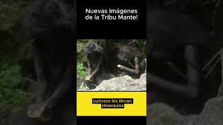 Imágenes de la Tribu Mante 😮😮 fypシ゚viral curiosidades shorts [upl. by Benedick]