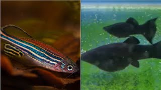 Can Zebra danio and mollies live together can Molly fish and zebra fish share the same aquarium [upl. by Sheppard]