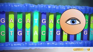 Krebs Mutationen in der DNA führen zu Krebszellenwachstum [upl. by Hadwyn]