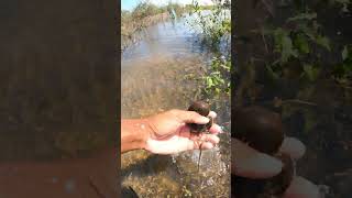 A snails in Fresh water  nature video short snails freshwater flooded [upl. by Tarrah]