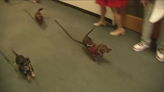 Dachshunds race at 5 On Your Side ahead of Soulard Weiner Dog Derby [upl. by Oznarol]