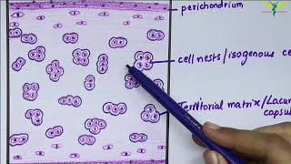 Histology of Hyaline Cartilage [upl. by Aihsital]