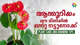 ആന്തൂറിയം ചെടി പരിപാലനം  Anthurium plant care in malayalam Chinju Joseph gardeningtips anthurium [upl. by Faux769]