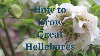 How to Grow Great Hellebores [upl. by Melicent]