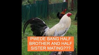 Sabong tips PWEDE BANG HALF BROTHER AND HALF SISTER MATING [upl. by Aihsenod167]