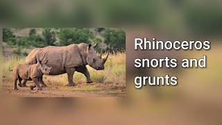 Sound of a rhinoceros snorting and grunting [upl. by Waal]