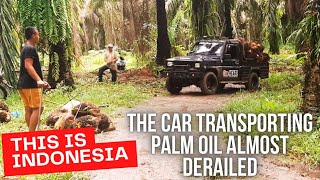 Unbelievable 10Meter Tall Palm Oil Harvest Will Leave You Speechless real life farmer [upl. by Lothaire113]