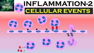 INFLAMMATION Part 2 Cellular Events Leukocyte Recruitment [upl. by Darcey836]