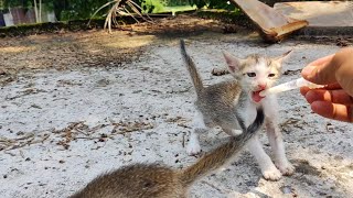 How To Feed kitten With a Syringe  read description [upl. by Stacie]