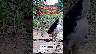 Ruak ruak bird trapwaterhen dahuk bird trap huntingdahuk dhora fadshortvideo [upl. by Stodder943]