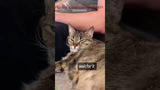 Funny Cat 🥰 funny cats meme 😹 FunnyCats Part 9431 [upl. by Nosnev7]