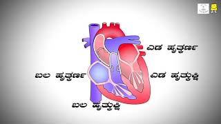 Circulatory System Kannada  ರಕ್ತ ಪರಿಚಲನಾ ವ್ಯವಸ್ಥೆ [upl. by Gabi285]