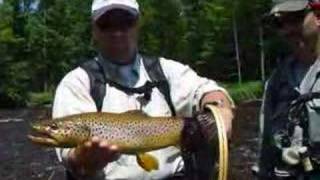 22 INCH WILD BROWN TROUT [upl. by Barcot]