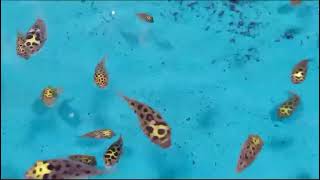 Tetraodon nigroviridis  Green spotted puffer fish [upl. by Guerin]