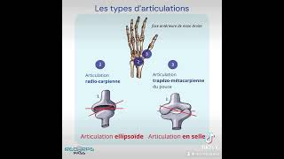 Les articulations  anatomie [upl. by Howzell57]