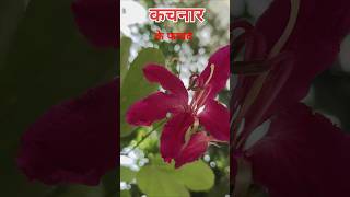 कचनार Bauhinia variegata Plant Tree Flower Benefits [upl. by Eimareg481]