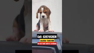 Beagle puppies available for sale in Delhi delhi beagle puppy beaglebreed gurgaon [upl. by Nodnart627]