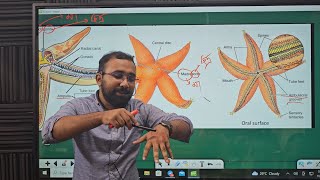 Echinodermata  একাইনোডার্মাটা  প্রাণীর বিভিন্নতা ও শ্রেণিবিন্যাস Zoology Chapter 1 [upl. by Anatniuq]