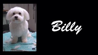 Dog Grooming Coton de Tulear Billy [upl. by Yamauchi300]