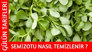 SEMİZOTU NASIL TEMİZLENİR   Gülün Tarifleri [upl. by Yoshiko]