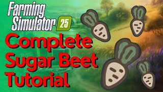 Sugar Beets Complete Guide  How To Grow Harvest amp Sell Sugar Beets In Farming Simulator 25 [upl. by Noivert]