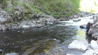 Salmon fly fishing on the River Findhorn Scotland [upl. by Zetnwahs]