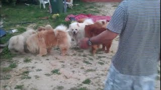 Funny chow chow dogs [upl. by Eralcyram179]