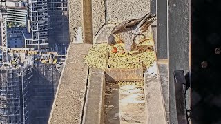 367 Collins St Falcons Mum Welcomes Egg 2 🥚🥚 with a Whole Lotta Rocking amp Pushing 🚚 2024 Aug 28 [upl. by Eusadnilem]