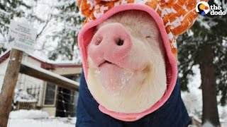 Rescue Pig Loves Her Winter Hat [upl. by Dnar]