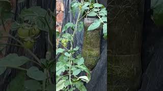 Tomato growing in plastic bottle  Tomato near to harvest  Growing tomato 🍅 farming trending [upl. by Ycniuqal]