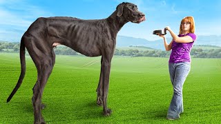 Worlds Biggest Dog [upl. by Hyrup]