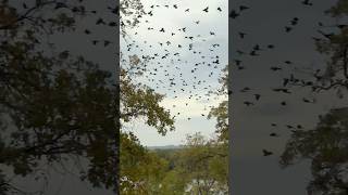 Huge Flock of Birds Flying in Unison [upl. by Garratt]