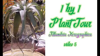 1 by 1 Plant TourTillandsia Xerographica [upl. by Smail]