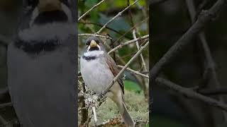 Gargantillo o Corbatita Sporophila caerulescens cantando en su hábitat natural 🐦aves pajaros [upl. by Kroll]