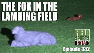 Fieldsports Britain  The Fox in the Lambing Field [upl. by Bushore]