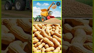 Harvesting peanuts in Texas USA farmharvest farming [upl. by Benildas]