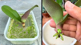 The magic secret for the orchid to take root quickly no one has shared [upl. by Berty366]