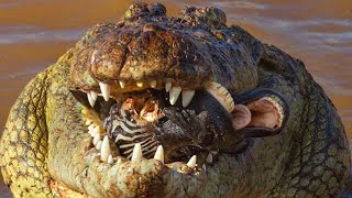 12 Momentos Épicos de caça de crocodilos enormes e impiedosos [upl. by Adev395]