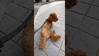 I can hear the cicadas poodlelover doglover funnypets toypoodle petowner [upl. by Ollie]