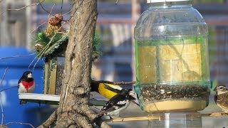 Gros Pot en plastique transformé en mangeoire doiseaux rapide à faire et amusant [upl. by Coit858]