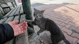 Gray cat with beautiful green eyes sniffs me for food and meows [upl. by Asilenna]