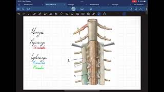 Médula espinal configuración externa e interna [upl. by Htiel367]