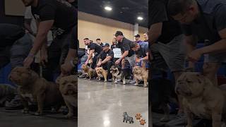 American Bully Extreme stack off ABKC dog show [upl. by Kinelski]