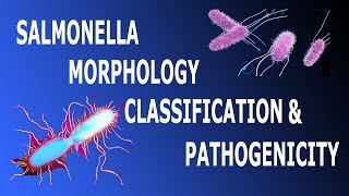 Salmonella Morphology Classification amp Pathogenicity Part 1 [upl. by Adnolahs]