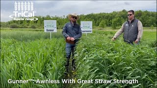 TriCal Gunner™ triticale is a good choice for the Upper Midwest for spring planting [upl. by Porte151]