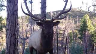 Bugling Arizona Elk at 2 Yards with JayScottOutdoorscom [upl. by Gokey]