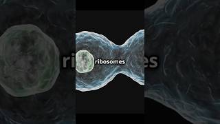 Ribosomes The Key Difference Between Prokaryotic vs Eukaryotic cells 🌟 [upl. by Acir43]