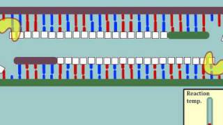 Intro to Polymerase Chain Reaction PCR  MultiLingual Captions [upl. by Noraj]