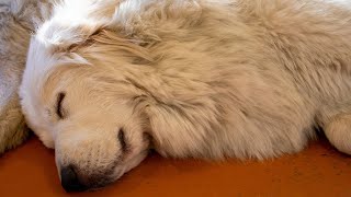 Famous Great Pyrenees Dogs Through History [upl. by Ylahtan]