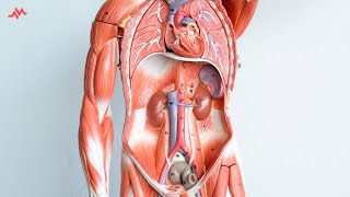 Abdominal Anatomy  Retroperitoneal Organs SAD PUCKER Mnemonic [upl. by Yehsa]